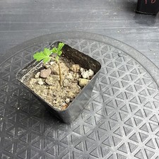 Rare Boswellia sacra Frankincense Tree UK Grown Exotic Bonsai Style Desert Plant