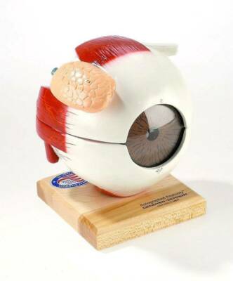 Denoyer Geppert Giant Eye w/Functional Lens 6 Times Full Size 5-Part Model