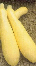 Squash Summer Early Prolific Straight Neck    500 seeds