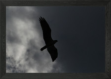 Fischadler Silhouette gerahmtes Wandbild Poster Leinwanddruck Bild