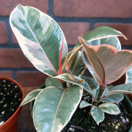 Rubber Plant Ficus elastica 6" Pot | Burgundy Tree Tropical Live House plant  | eBay