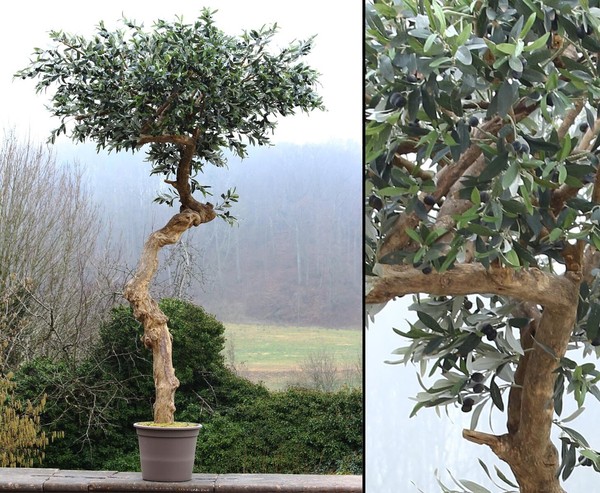 KüNstlicher Olivenbaum In Schirmform 275Cm Hoch Von Ibizanos-image