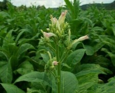 2500 Graines - Tabac Blond de Virginie - Semences Paysanne - BIO