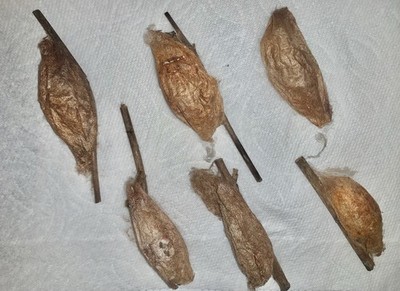 6X EMPTY Hyalophora Cecropia Giant Silkmoth Cocoons For Art Education Entomolgy