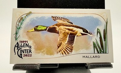 2022 Topps Allen & Ginter Mini Ducks #MD-1 - Mallard