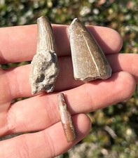 Niger Fossil Dinosaur Teeth LOT OF 3 Suchomimus Eocarcharia Pterosaur Collection