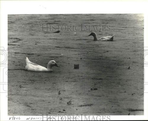 1993 Press Photo Ducks swimming through slime in the pond at Sidney Torres Park - Picture 1 of 2