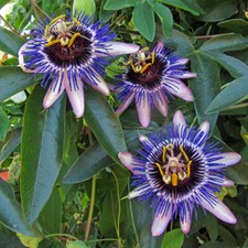 Passiflora 'Damsel's Delight' 9cm Plant x2 - Exotic Passion Flower Hardy Climber