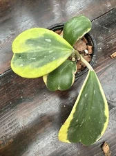 Albomarginata Hoya Kerrii  - Exact Plant  “B”- Shipping Guarantee