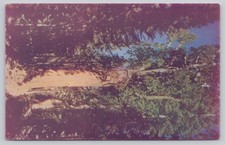 General Sherman's Tree Sequoia National Park Vintage Photochrome Postcard