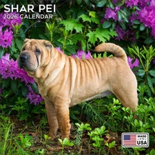 Shar Pei Calendar 2026 - Dog Breed Wall Calendar - Made in the USA!