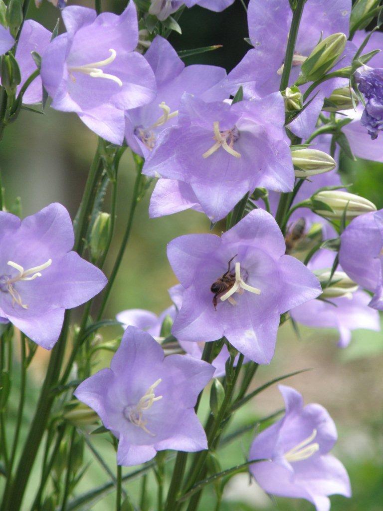 PEACH LEAF BELLFLOWER, 255 SEEDS BLUE AND WHITE MIX, campanula