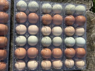 12 Hollow Chicken Eggs - Multicolor Hand Blown Eggshells for Crafts