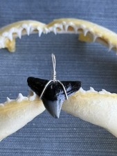 SHARK TOOTH PENDANT..fossilized 3/4 inch upper Bull from Venice Florida.