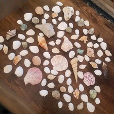 Lot of 100 Assorted Seashells - Over 1 LB - Coastal Nautical Decor / Crafts
