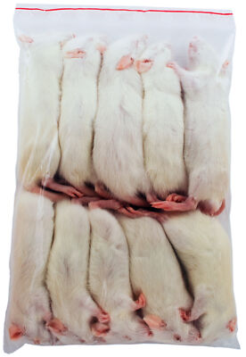 Ratte mittel ca 30-60g - 10 Stück - Frostfutter für Reptilien, Katzen ect.