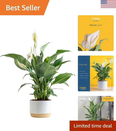 Peace Lily, Live Indoor Plant with Flowers, Easy to Grow Houseplant in Decora...