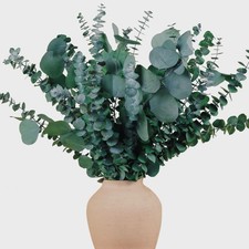 22 Pcs Large Dried Eucalyptus  Silver Dollar Leaves Bundle - Natural Green