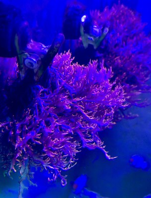 Bushy 3” Live Dragon's Breath Macro Algae Refugium Reef