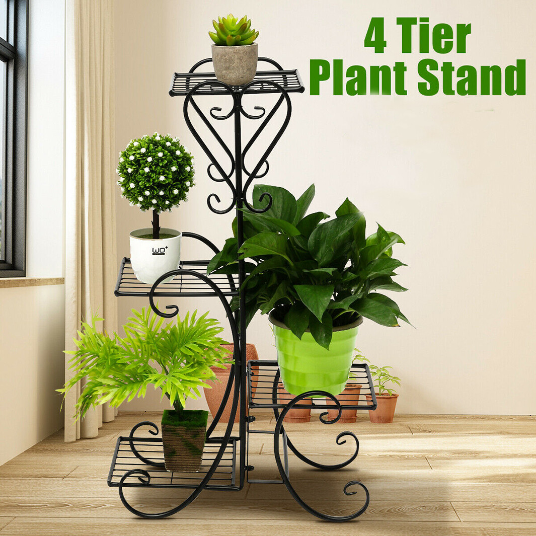 bird nest fern asplenium size outside Bird's Nest Fern – Hey Rooted main image 1