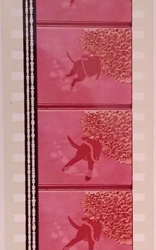 35mm Feature Film – Watership Down 1978 - Foto 8 di 11