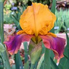 Tall bearded Iris rhizome "MEGABUCKS"  Chet Tompkins  1990  LAST ONE! — photo 2