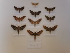 Sphingidae Tray J £40
