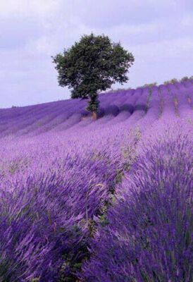 50 Samen echter LAVENDEL DER PROVENCE (Lavendula officinalis) | eBay