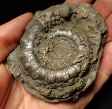 LARGE Pyrite ammonite fossil Eteoderoceras Eoderoceras (80mm) Charmouth Jurassic
