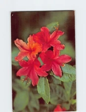 Postcard Flame Azalea Great Smoky Mountains National Park USA
