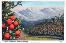 VINTAGE POSTCARD ORANGE GROVE IN WINTER IN THE CALIFORNIAN FOOTHILLS c. 1930