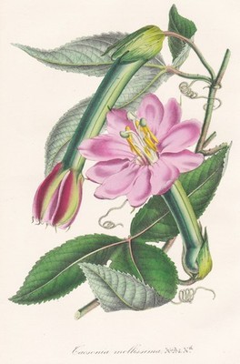 banana passion flower Colombia botanical botany Houtte Lithographie