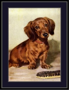 English Print Dachshund Doxie Long Haired Puppy Dog Vintage Art