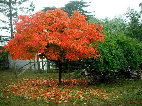 American Persimmon tree  qt. pot (Diospyros virginiana 'American) 