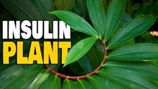 Dried Insulin Plant Leaves Costus Igneus Thebu Crepe ginger Herbal Organic Tea