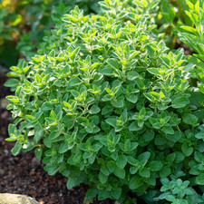 Organic Italian Oregano Seeds   200  Aromatic Easy-Grow Perennial Herb