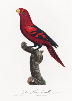 Violet-Necked Lory, Eos Squamata #2 - 1800's - Francois Levaillant - Bird Magnet