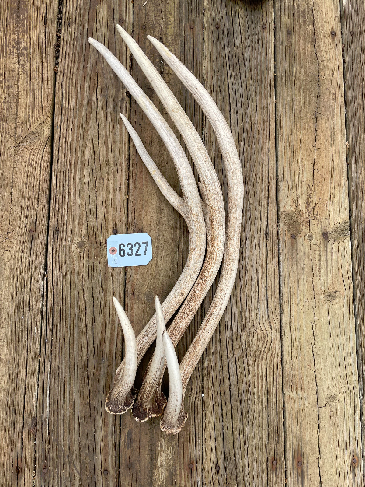 Taxidermy One Huge Typical AXIS DEER Shed ANTLER Log Cabin Hunting