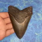 MEGALODON SHARK TOOTH 4.75” HUGE TEETH MEG SCUBA DIVER DIRECT FOSSIL NC 9882