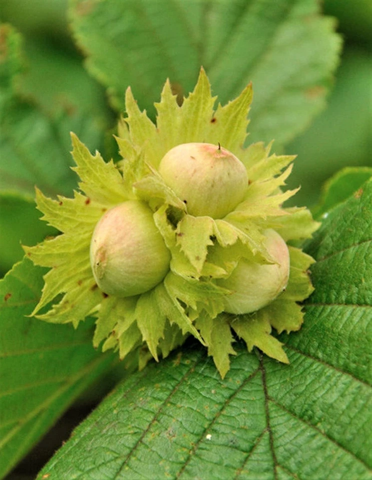 12 Seeds American Hazelnut Tree (Corylus Americana) American Filbert - Image 4 of 4