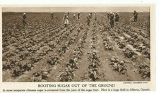 CANADA ALBERTA FIELD WORKERS ROOTING SUGAR OUT OF GROUND c 1935 CLIP  CLIPPING