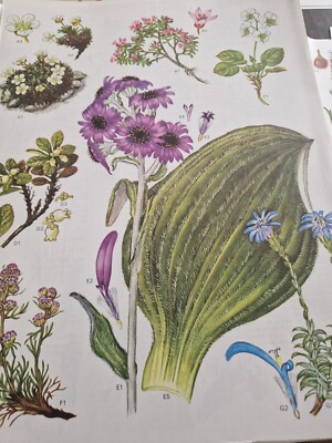 Plate 6 & 7 from  Barbara Everard  B D. Morley Wild flowers of the World ebay