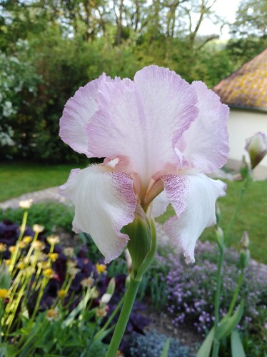 Schwertlilie 'Mod Mode' (TB = hohe Bart-Iris) Plicata