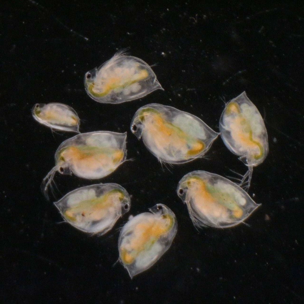 Live food for aquarium fish 2025