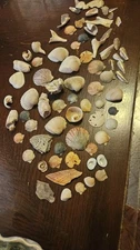 Sea Shells - Beach Mixed Seashells - Various Size up to 2" Natural sea Shells
