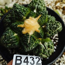 Bez korzeni---------Ariocarpus/ Astrophytum myriostigma-Astrophytum asterias/
