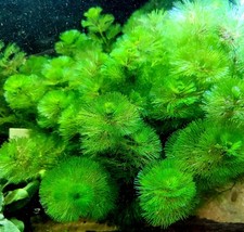 Cabomba Caroliniana Live Aquarium Plant Bunch