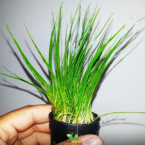Dwarf Hairgrass Pot Eleocharis Parvula B2G1 Carpet Live Aquarium Plant DHG