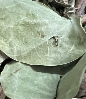 Pata de Vaca Cow´s Foot Leaf 8 oz Pezuña de Buey