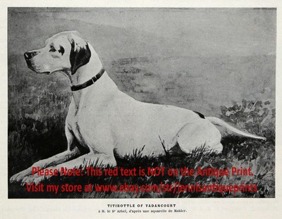 Dog Pointer English Champion Titibottle of Vadancourt, 1901 Antique Print